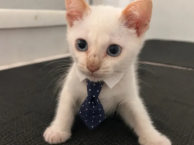 Adoção gato. Ozzy, gatinho macho 2 meses em busca de um lar