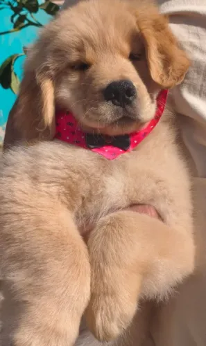 Últimos filhotes Golden Retriever liberados para entrega