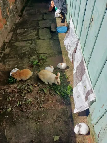 Vendo coelhos