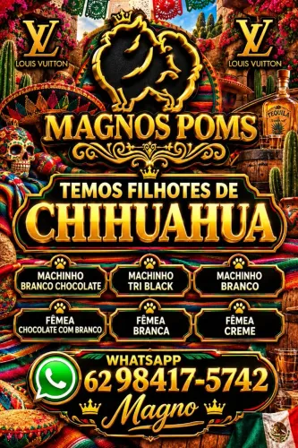 Chihuahua Legítimo Filhotes e Montas