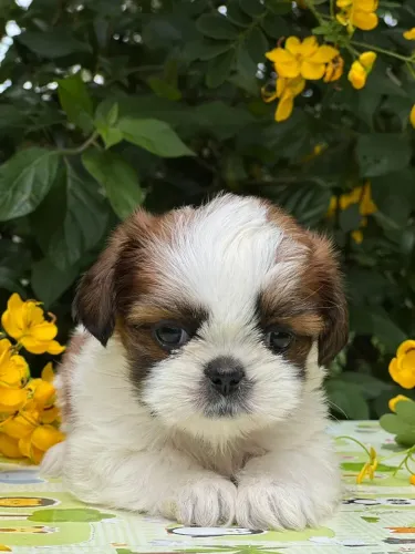 Shih Tzu - Filhotes com garantia, macho e fêmea- Parcelamos em até 12x sem juros