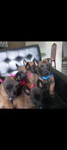 Filhotes de Pastor Belga Malinois - Raça Pura | Pais no Local