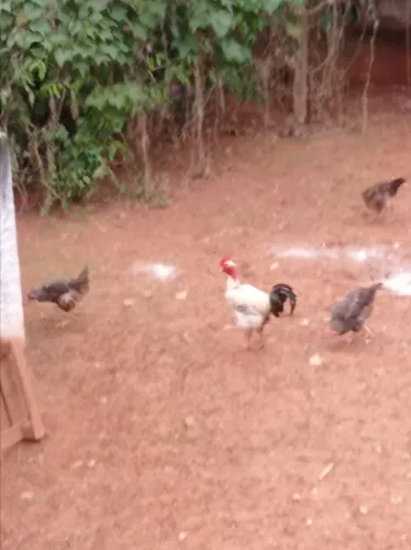1 galo e 4 galinhas 300 reais