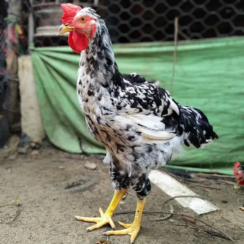 Frango GSB