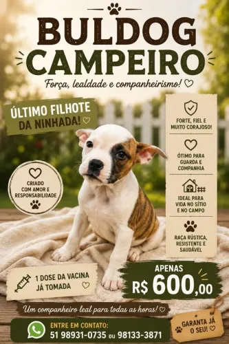 Buldog Campeiro á venda