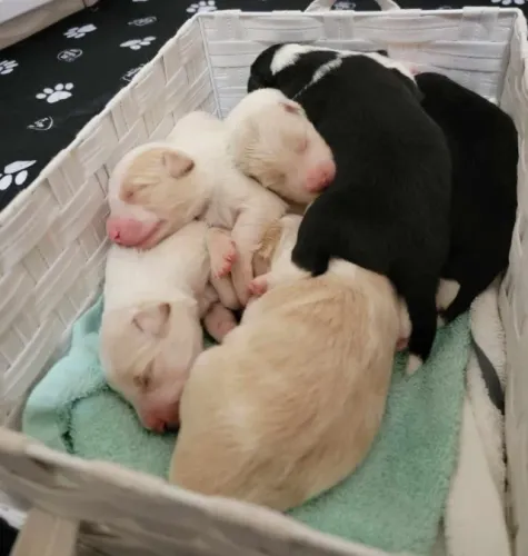 Filhotes de Border Collie | Temperamento encantador.