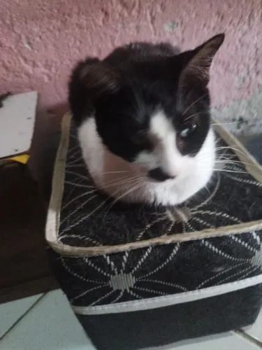 Gatos pra adoção responsável 