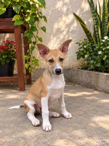Doação de cachorro filhote