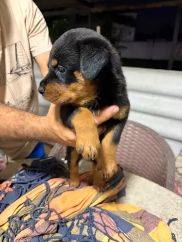 Rottweiler 700$