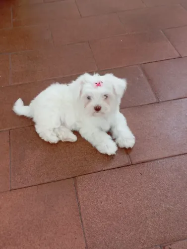 Maltês fêmea 