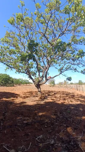 Chácara 6.000m² - Sitio Recreio Savanah Hidrolândia