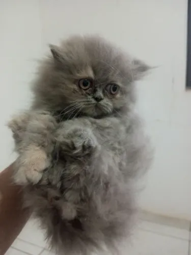 Gato persa