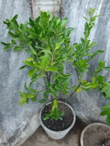 Fruteiras em vaso