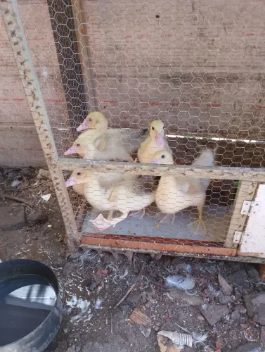 Vendo patos