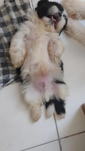 Filhote Shih-tzu puro macho