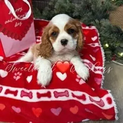 Cavalier King Charles Spaniel,Cavalier King Charles Spaniel Filhote Saudável Excelente Com