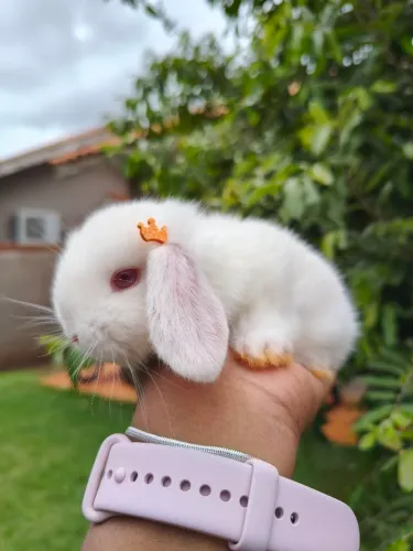 Mini lop