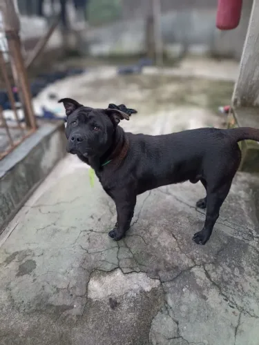 Doação cachorro Pitbull