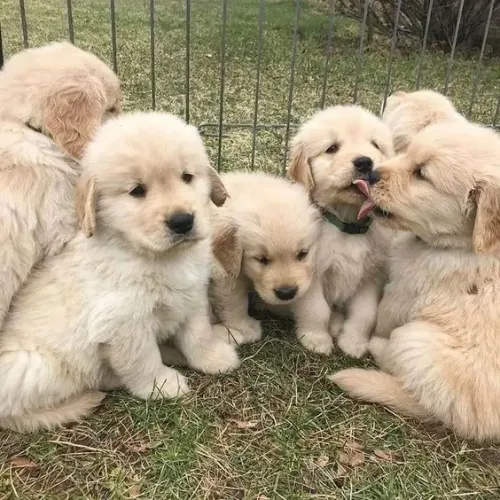Filhotes de Golden Retriever muito bem !