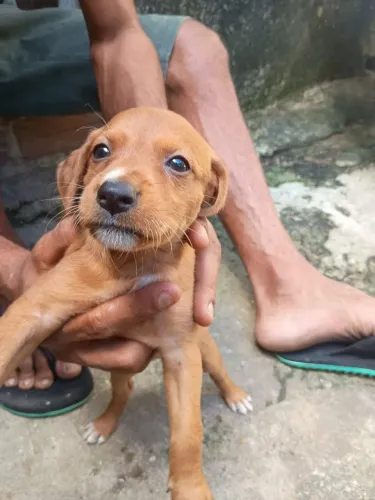 Cachorrinhos para doação