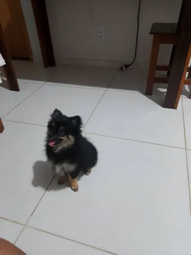 Filhote de Lulu da Pomerânia Fêmea