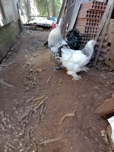 Galo e galinha bhama