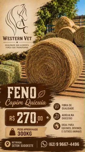 Feno capim Kikuia