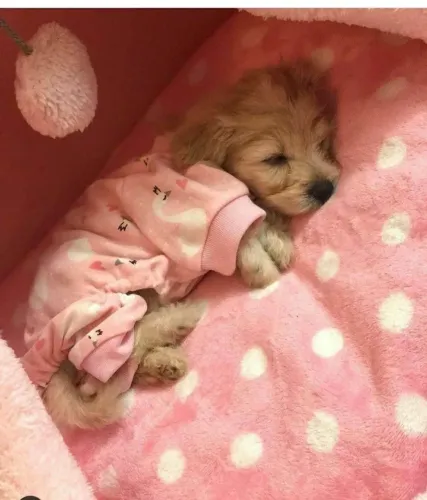 Filhote Golden Retriever, Seus dias nunca mais serão os mesmos!