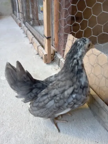 Terno Nagasaki na cor cavoeira (pubos) os 3 nanicos