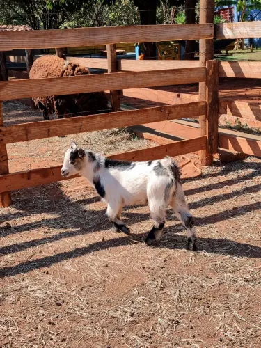 Mini bode!