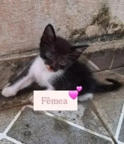 Doação de gatas 
