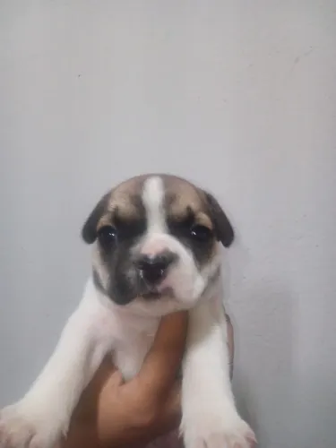 Bulldog Francês Macho