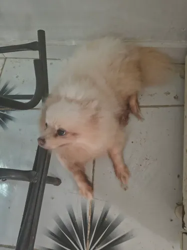 Spitz alemão! Leia!