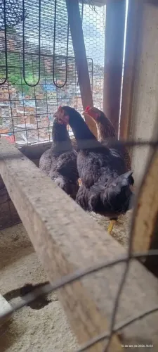 3 galinhas por R$120,00