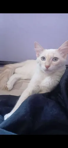 Adoção Gata branca