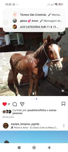 Cavalo