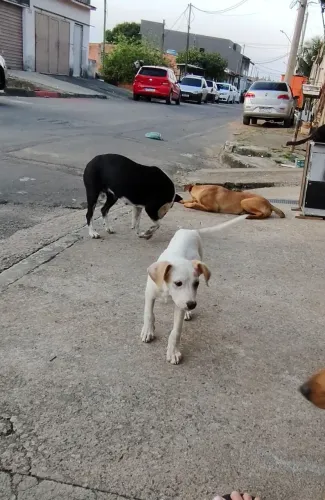 Doação de filhote macho