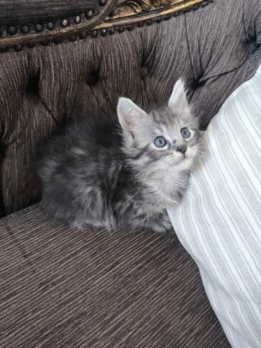 Macho Maine Coon