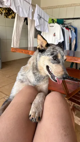 Doa-se cachorro blue hiller