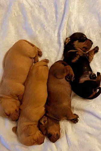 Filhotes de Basset dachshund disponível