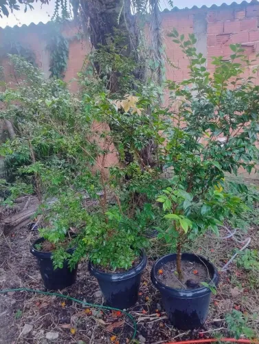 Jabuticaba híbrida 