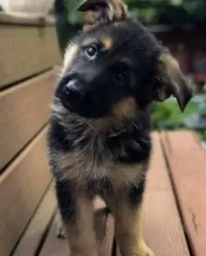 Pastor alemão O doguinho ideal para alegrar sua casa