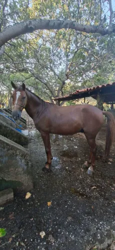 Cavalo de campo