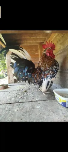 Estou vendendo esse galinho garnizé genética top 