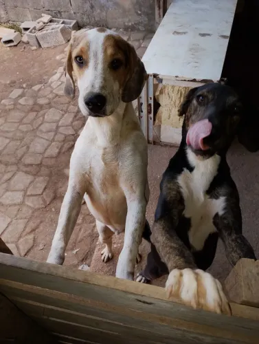 Dia dois cachorros 8 meses.