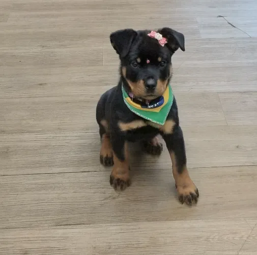 Linda Filhote de Rottweiler 