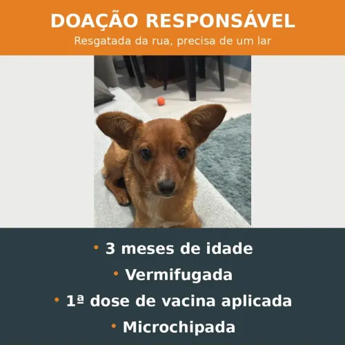 Doação cachorros
