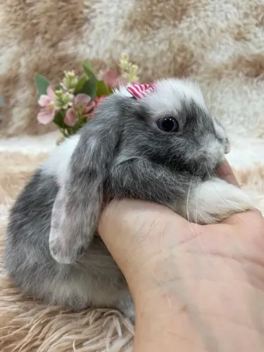 MINI LOP URUGUAIO