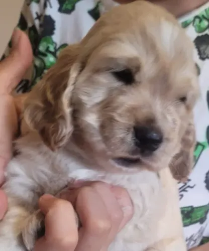 Lindo Filhote de Cocker Spaniel - Melhor presente para o Dia das Crianças