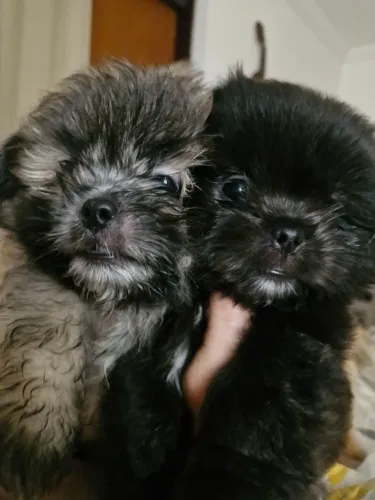 Cachorrinhos disponíveis